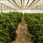 Agriculture Humidity Control: Ensuring Optimal Conditions with Dehum